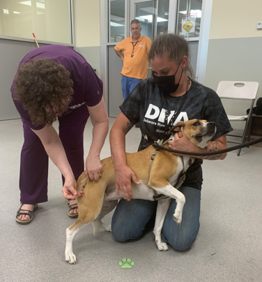 Petsmart vaccination best sale